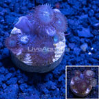 USA Cultured Ultra Zoanthus  (click for more detail)