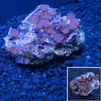 Red People Eater Colony Polyp Rock Zoanthus Indonesia IM (click for more detail)