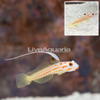 Yasha Goby, (Pair) (click for more detail)