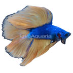 Blue/Gold Doubletail Betta, Male (click for more detail)