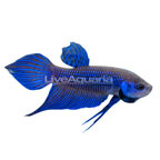 Blue Mahachai Betta, Male (click for more detail)