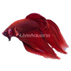 Red Veil Tail Betta, Male (click for more detail)
