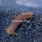 Mantis Shrimp (click for more detail)