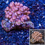 Blushing Leather Coral Fiji (click for more detail)