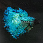 Halfmoon Betta, Male  (click for more detail)