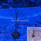 Purple Frilly Gorgonian (click for more detail)