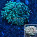 Flowerpot Goniopora Coral (click for more detail)