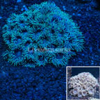 Ultra Duncan Coral Australia (click for more detail)