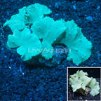 Indonesia Green Cabbage Leather Coral (click for more detail)