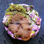 Mushroom Rock Actinodiscus Indonesia (click for more detail)