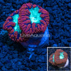 LiveAquaria® Ultra Red and Green Blastomussa Wellsi Coral  (click for more detail)
