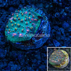 LiveAquaria® Ultra Chalice Coral (click for more detail)