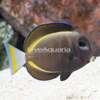 White Cheek Tang (click for more detail)