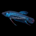 Steel Blue Imbellis Betta, Male (click for more detail)