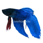 Blue Veil Tail Betta, Male (click for more detail)