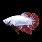 Snow Dragon Plakat Betta, Male (click for more detail)
