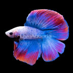 Multicolor Doubletail Halfmoon Betta, Male (click for more detail)