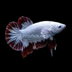 Snow Dragon Plakat Betta, Male (click for more detail)