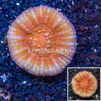 Scolymia Coral Australia (click for more detail)