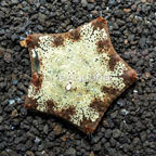 Pillow Sea Star (click for more detail)