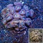 Caulastrea Coral Tonga (click for more detail)