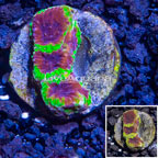 USA Cultured Wolverine Favia Coral (click for more detail)