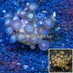 Zoanthus Coral Indonesia (click for more detail)