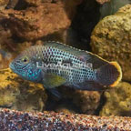 Green Terror Cichlid (click for more detail)