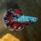 Rosetail Betta (click for more detail)