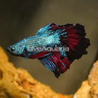 Roseetal Betta (click for more detail)