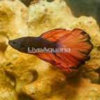 Mustard Rosetail Betta (click for more detail)