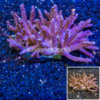 Tree Coral Indonesia (click for more detail)