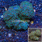 Sympodium Coral Fiji (click for more detail)