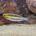 Whiptail Threadfin Bream  (click for more detail)