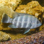 Zebra Tilapia (click for more detail)