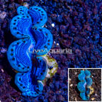 Maxima Clam (click for more detail)