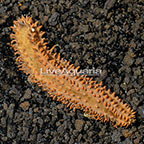 Red Footed Sea Cucumber EXPERT ONLY (click for more detail)