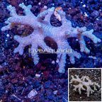 Sinularia Leather Coral Vietnam (click for more detail)