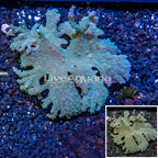 Cabbage Leather Coral Vietnam (click for more detail)