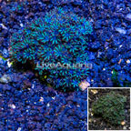 Sympodium Coral Indonesia (click for more detail)