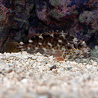 Stocky Hawkfish (click for more detail)