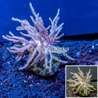 Sinularia Leather Coral Indonesia (click for more detail)