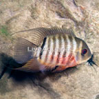 Tiger Severum Curare Cichlid (click for more detail)