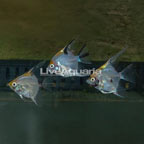 Koi Angelfish, Trio (click for more detail)