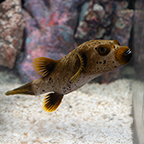 Dogface Puffer (click for more detail)