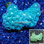 Goniastrea Brain Coral Fiji (click for more detail)