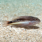 Freckled Hawkfish  (click for more detail)