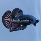 Copper Halfmoon Plakat Betta, Male (click for more detail)