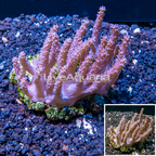 Tree Coral Indonesia (click for more detail)