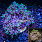 Starburst Polyps Indonesia (click for more detail)